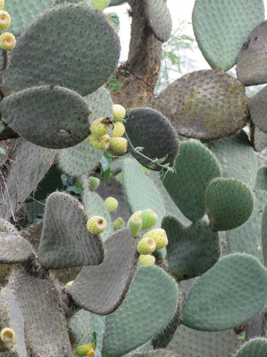 Opuntia leucotricha (Arborescent prickly pear) — photo