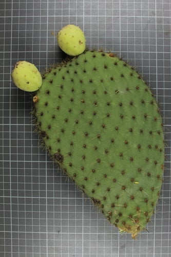 Opuntia leucotricha