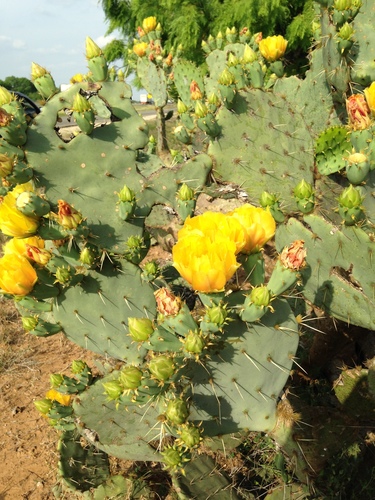 Opuntia lindheimeri var. occidentalis — photo