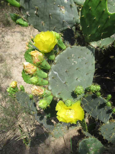 Opuntia lindheimeri var. occidentalis — photo