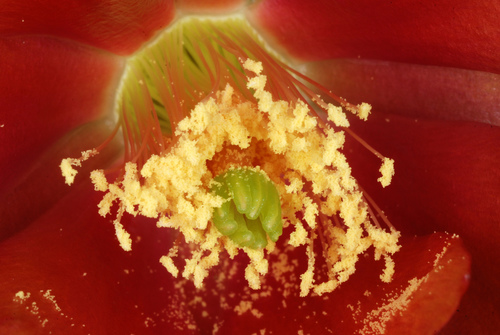 Opuntia lindheimeri var. occidentalis