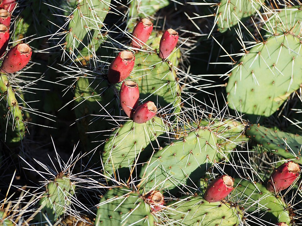 Opuntia longispina (Arumbeba-acu) — photo