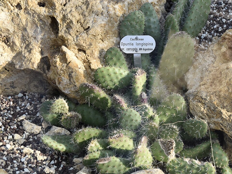 Opuntia longispina