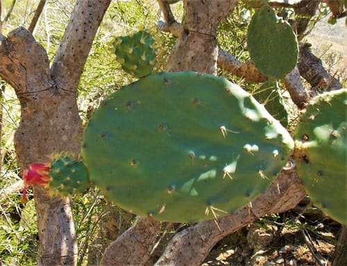 Opuntia lutea — photo