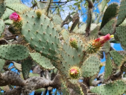 Opuntia lutea — photo