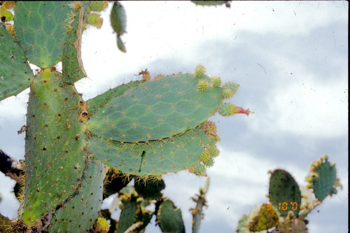 Opuntia lutea