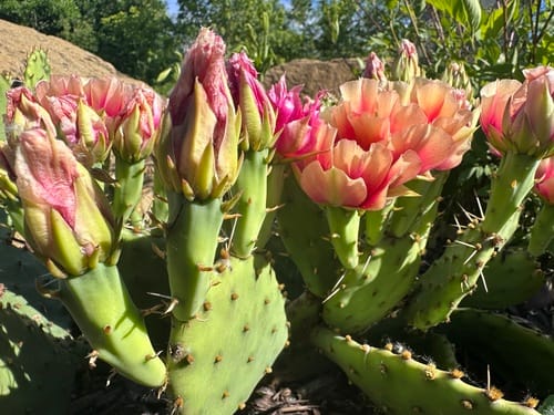 Opuntia macrorhiza subsp. pottsii (Prickly pear) — photo
