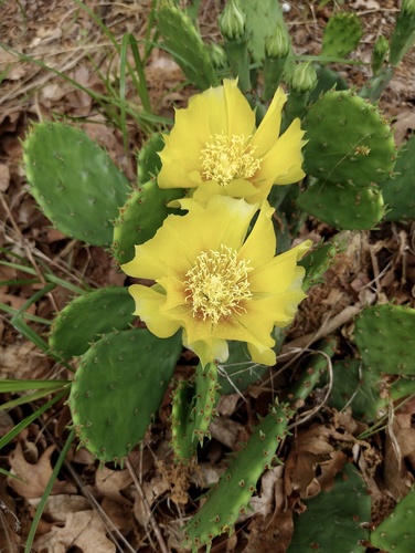 Opuntia macrorhiza subsp. pottsii