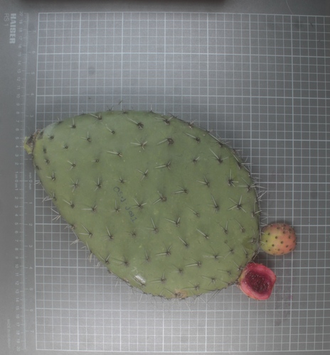 Opuntia matudae