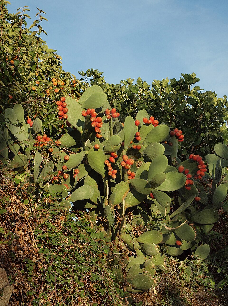 Opuntia maxima (Prickly pear) — photo