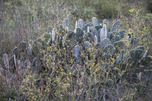 Prickly pear