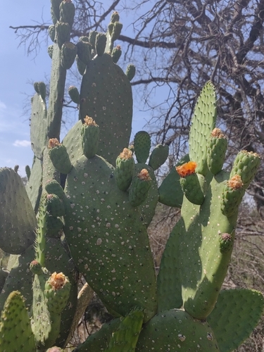 Opuntia paraguayensis (Arumbeva) — photo