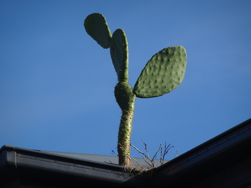Opuntia paraguayensis (Arumbeva) — photo