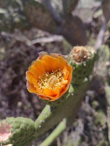 Opuntia paraguayensis