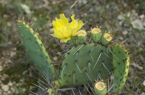 Opuntia phaeacantha var. camanchica (Tulip prickly pear) — photo