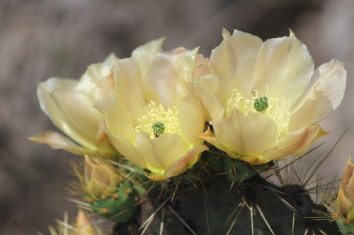 Opuntia phaeacantha var. camanchica (Tulip prickly pear) — photo