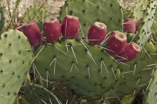 Opuntia phaeacantha var. camanchica