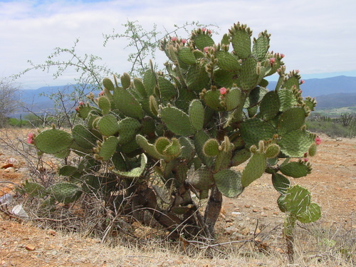 Opuntia pilifera (Nopal) — photo