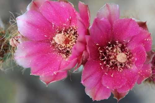 Opuntia pilifera (Nopal) — photo
