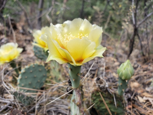 Opuntia pottsii (Prickly pear) — photo