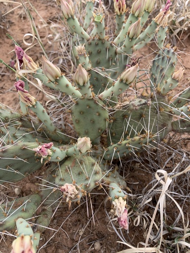 Opuntia pottsii (Prickly pear) — photo