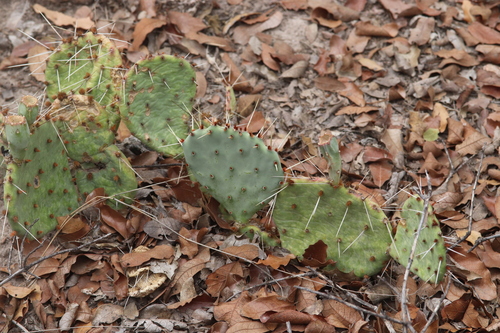 Opuntia pottsii