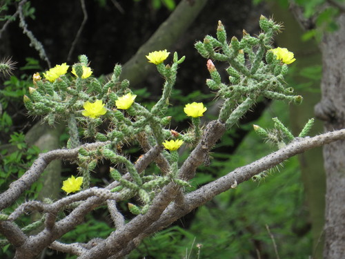 Opuntia pumila — photo