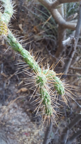 Opuntia pumila — photo