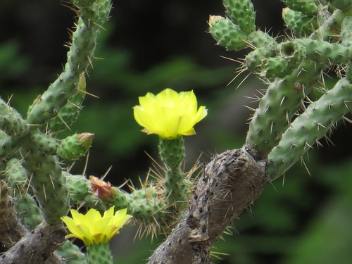 Opuntia pumila