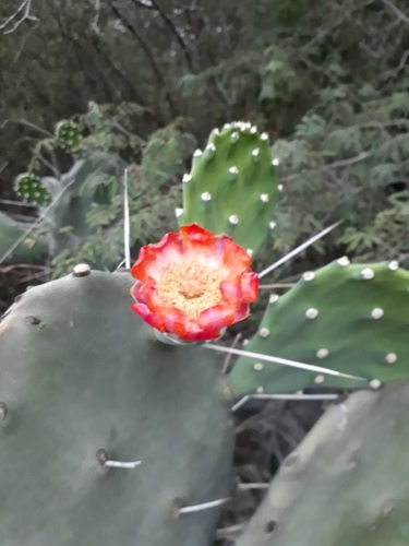 Opuntia quimilo — photo