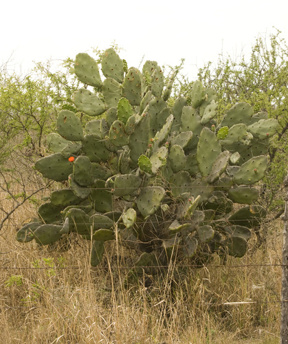 Opuntia quimilo — photo