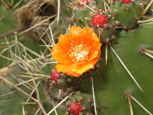 Opuntia quitensis (Penco) — photo