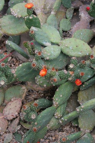 Opuntia quitensis (Penco) — photo