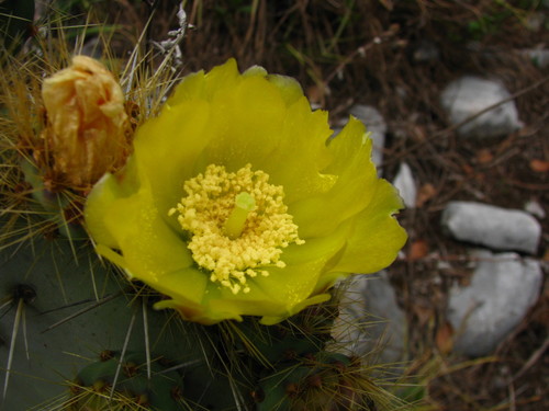 Opuntia robusta (Wheel cactus) — photo