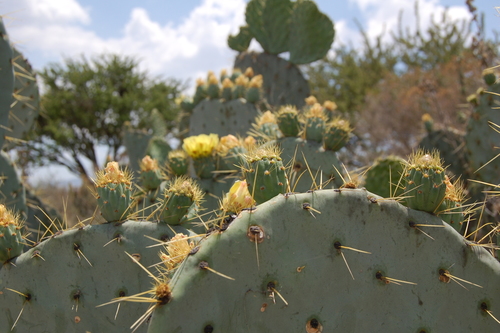Opuntia robusta (Wheel cactus) — photo