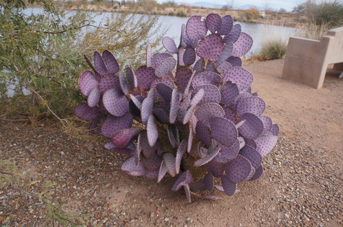Opuntia santa-rita (Santa Rita prickly pear) — photo