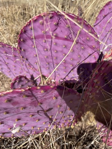 Opuntia santa-rita (Santa Rita prickly pear) — photo