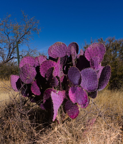 Opuntia santa-rita