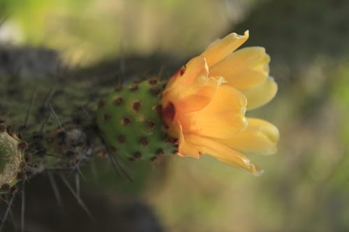 Opuntia schumannii (Paddle cactus) — photo
