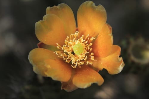 Opuntia schumannii (Paddle cactus) — photo