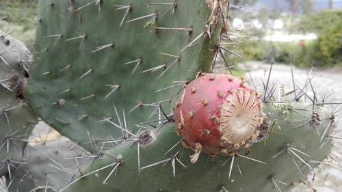 Opuntia soederstromiana (Ecuador prickly pear) — photo