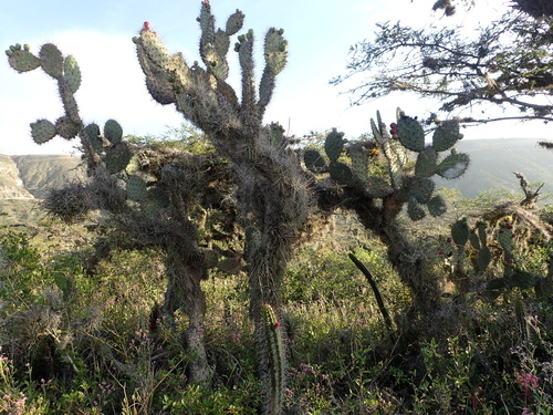 Opuntia soederstromiana (Ecuador prickly pear) — photo