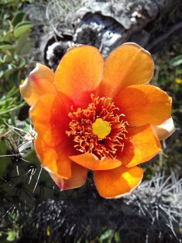 Opuntia soederstromiana