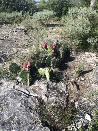 Opuntia stenopetala — photo