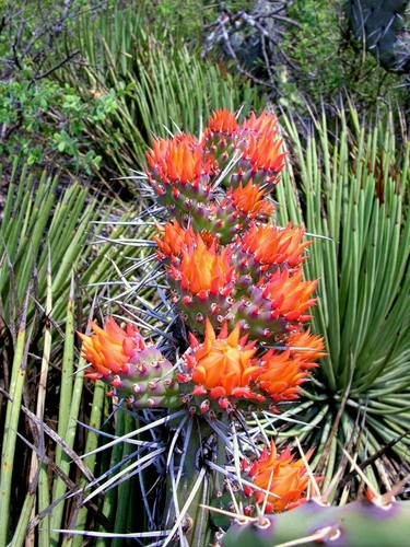 Opuntia stenopetala — photo