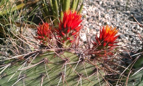 Opuntia stenopetala