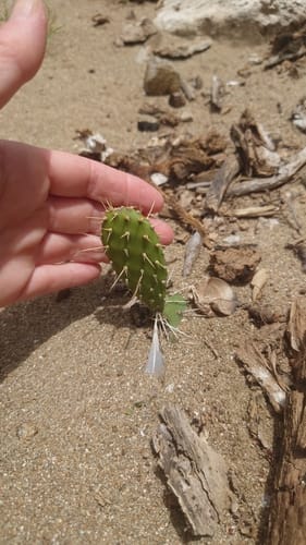 Opuntia triacantha — photo