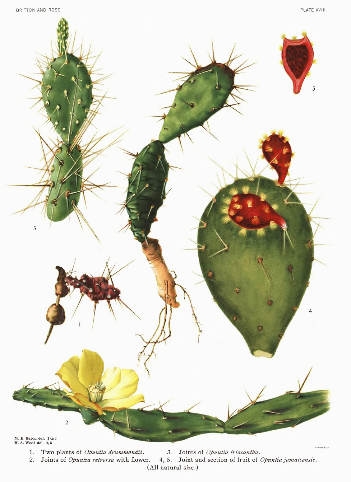 Opuntia triacantha