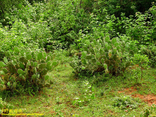 Opuntia tuna (Tuna) — photo