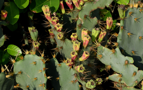 Opuntia tuna (Tuna) — photo